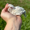 albino quaker