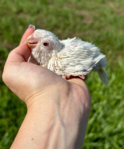 albino quaker