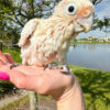 golfin cockatoo